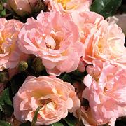Peach Drift®